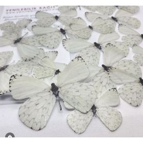 Yenilebilir Kağıt Hazır Kesilmiş Kelebekler (Model 15)